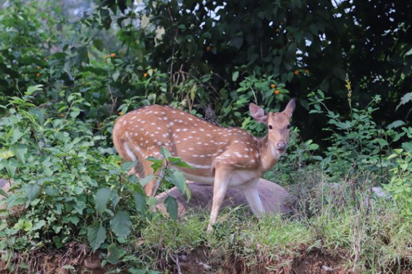 best staycation in winters in india