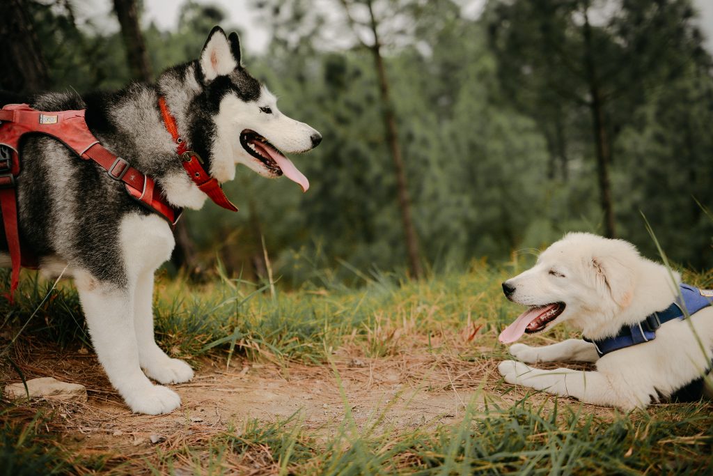 jim corbett trek with huskies